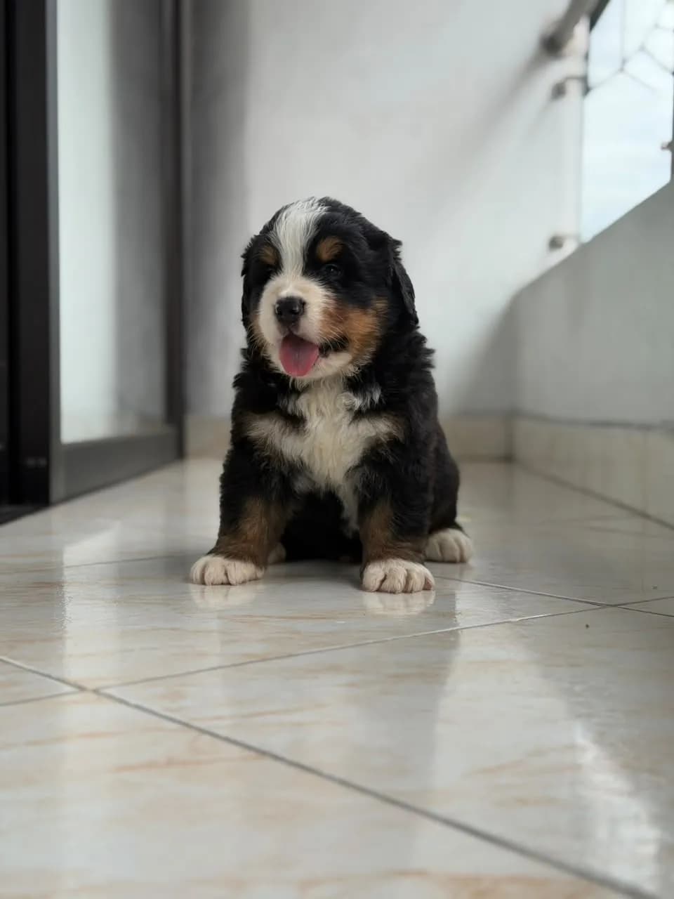 Perro de raza Bernés de la Montaña