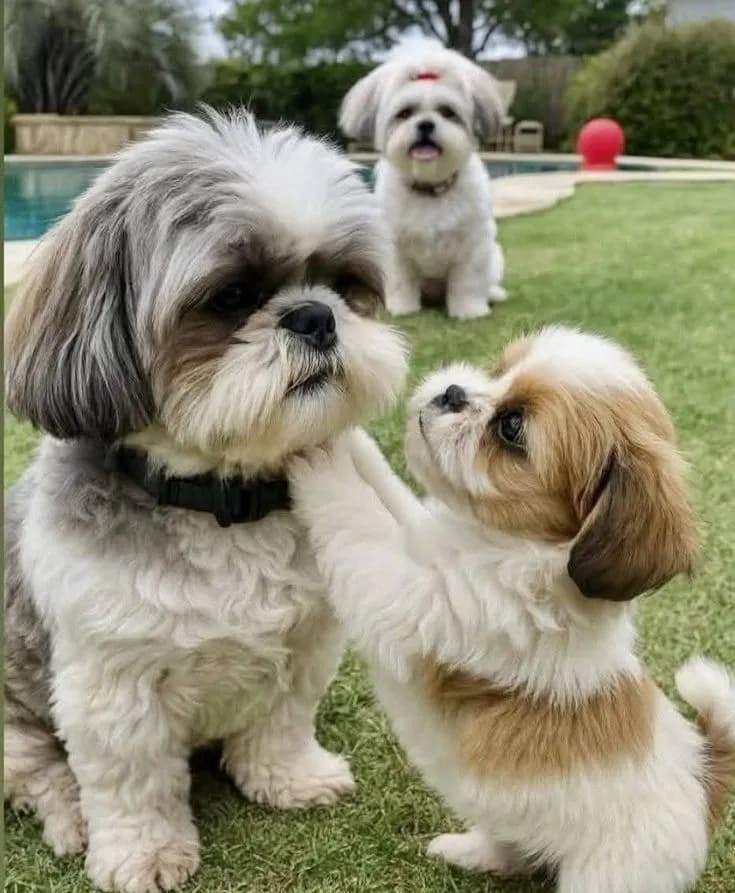 Shit Tzu